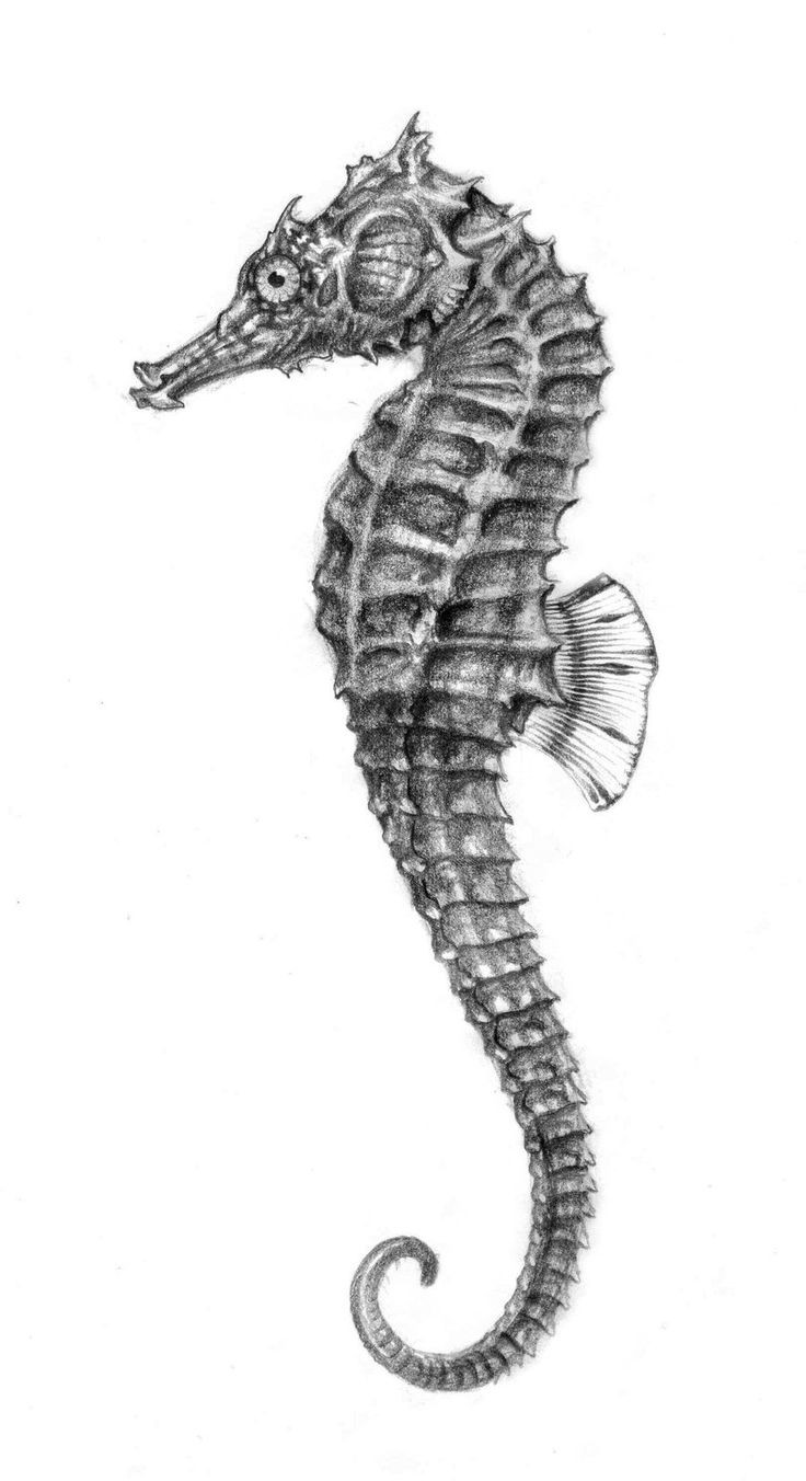 Posh black pencilwork seahorse tattoo design