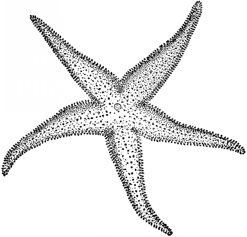 Pretty dotwork starfish tattoo design