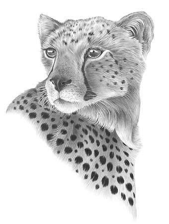 Pretty grey-ink consentrated cheetah portrait tattoo design