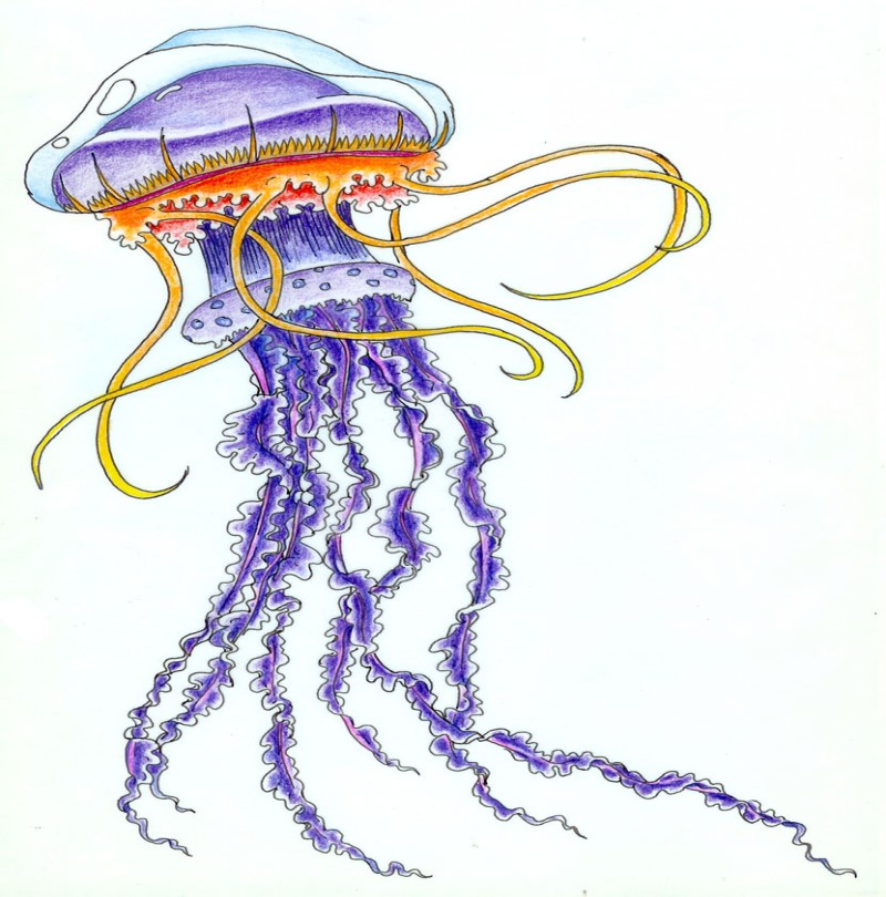 Purple jellyfishwith orange frilled collar tattoo design