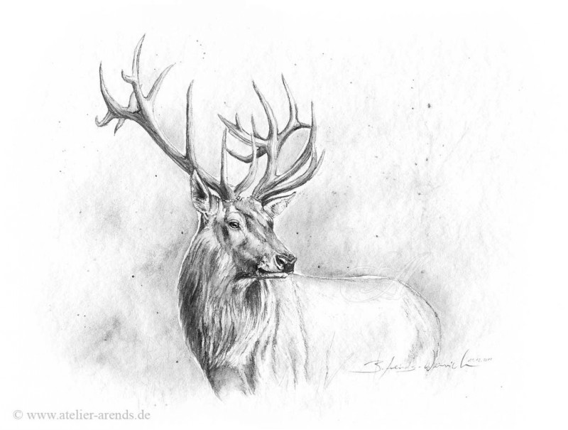 Realistic black-and-white deer tattoo design