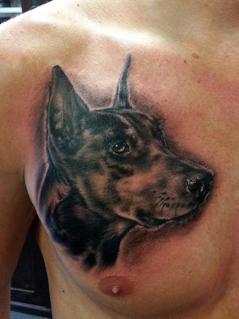 Brust Tattoo mit realistischem schwarzem Dobermannkopf
