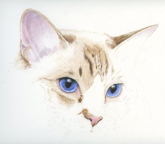 Realistic blue-eyed cat muzzle tattoo design