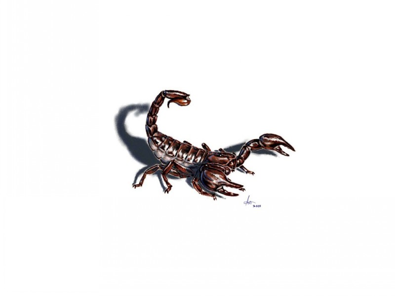 Realistic brown scorpion ready for attack tattoo design