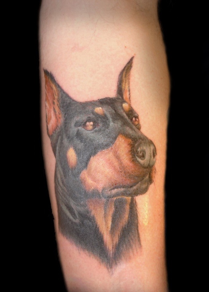 realistico inchiostro colorato testa Doberman tatuaggio su braccio