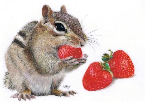 Realistic colored striped squirrel and brightly red strawberries tattoo design