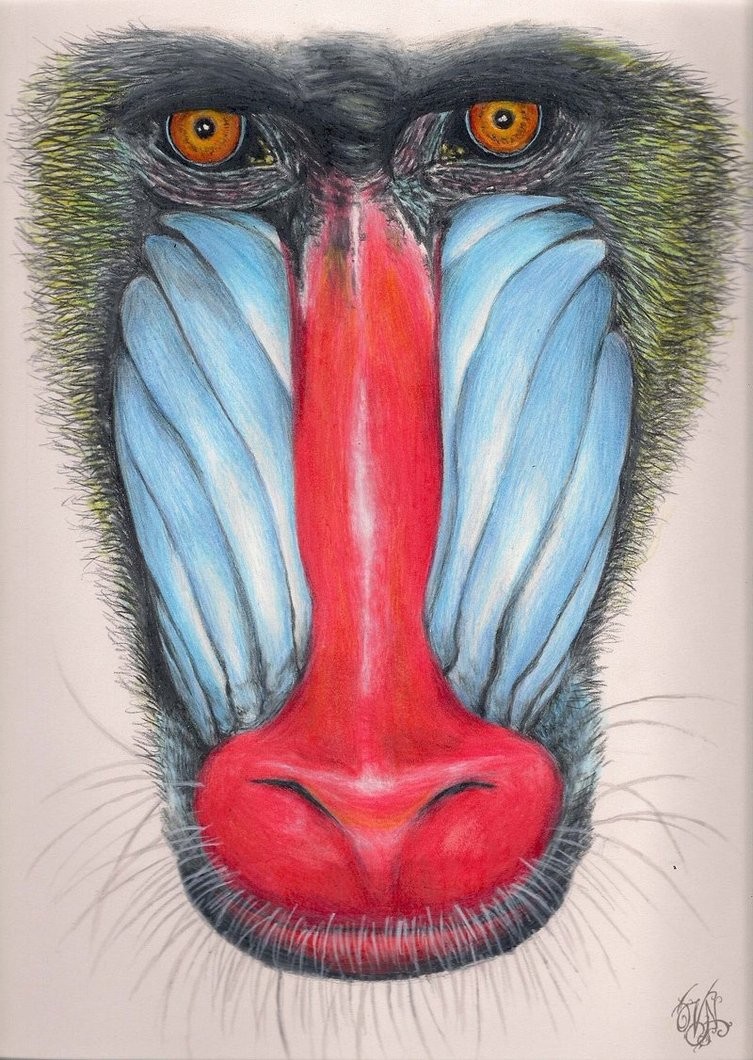 Realistic colorful baboon muzzle tattoo design by Sleepy Chimer