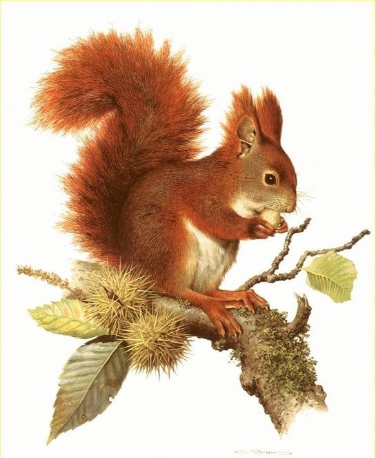 Realistic colorful squirrel sitting on rich chestnut branch tattoo design