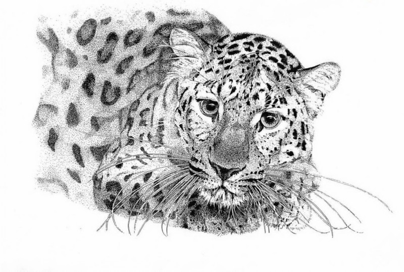 Realistic dotwork leopard baby tattoo design