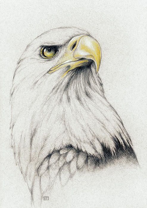 Realistic eagle head tattoo design