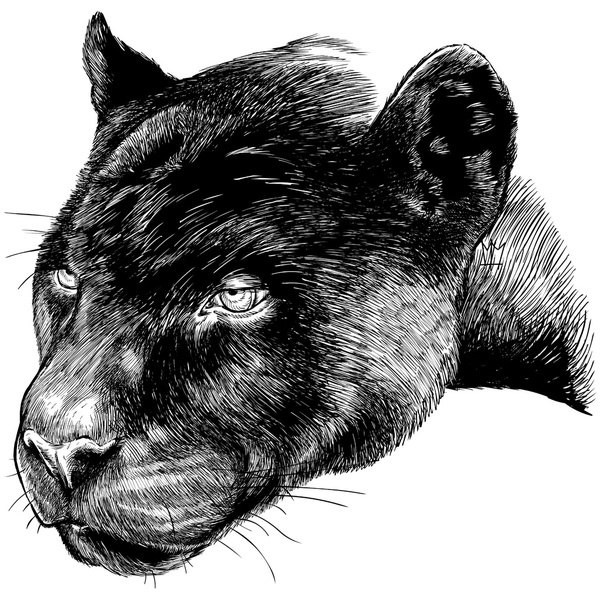 Realistic graphic panther head tattoo design