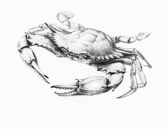 Realistic grey-ink crab tattoo design