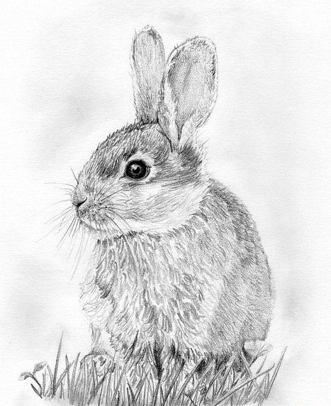 Realistic grey-ink hare sitting on grass tattoo design