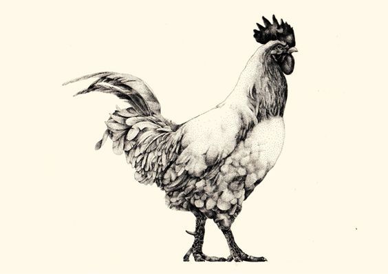 Realistic grey-ink rooster tattoo design