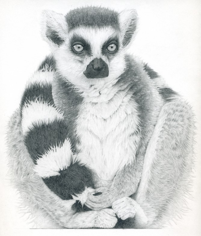 Realistic grey-ink sitting lemur tattoo design