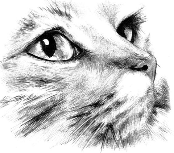 Realistic grey-pencil cat muzzle tattoo design