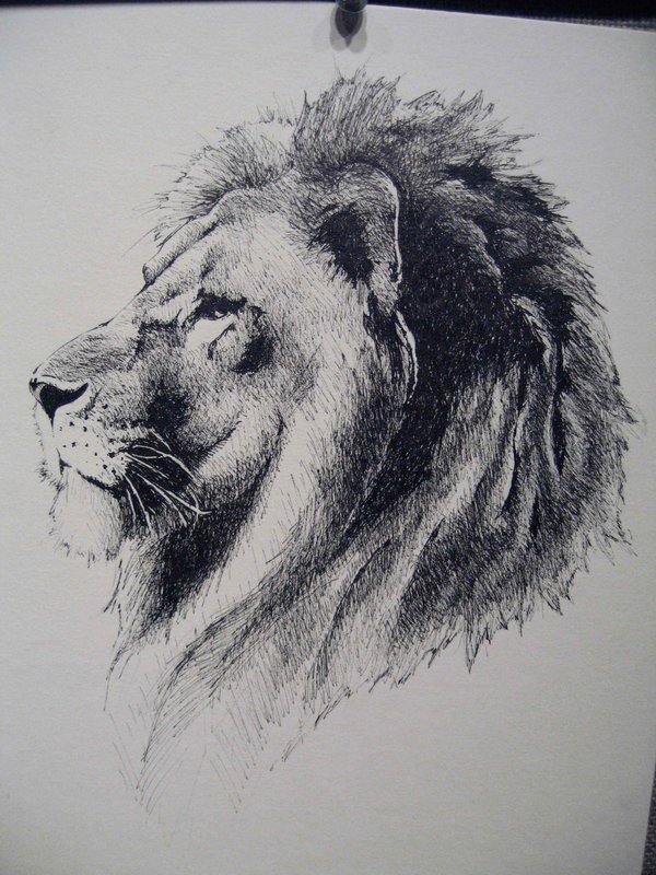 Realistic grey-pencil lion tattoo design by Paper Panda