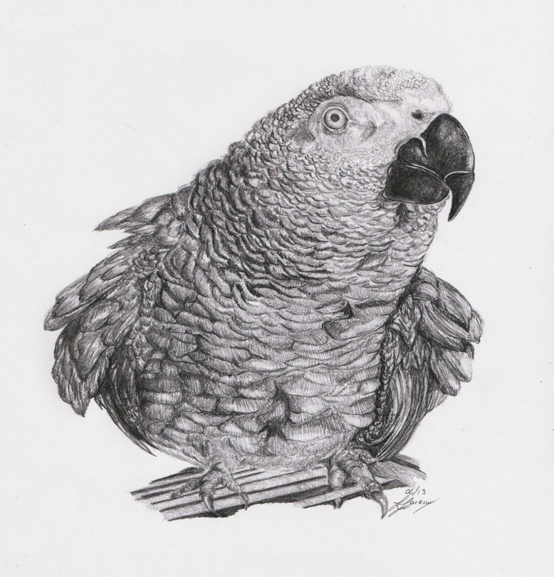 Realistic grey afrian parrot tattoo design by Zoe Jackson 21