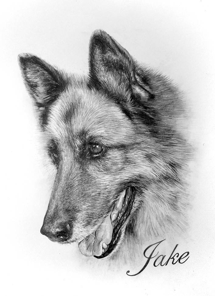 Realistic pencil work german shepherd portrait tattoo design
