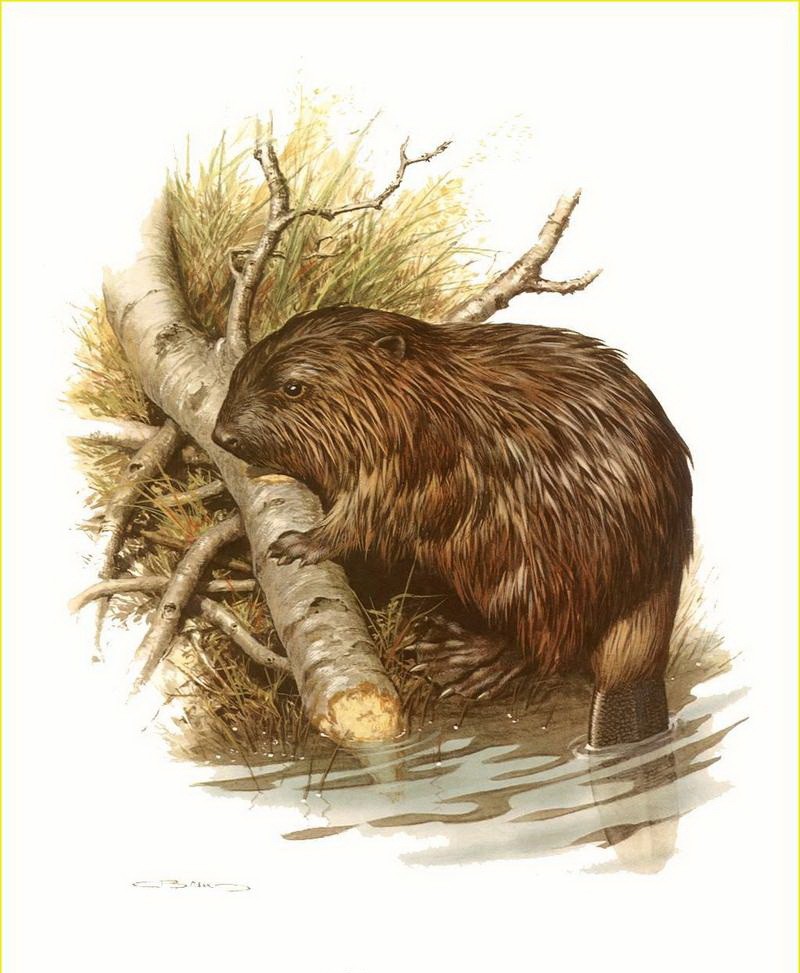 Realistic rodent and tree stem near the water tattoo design