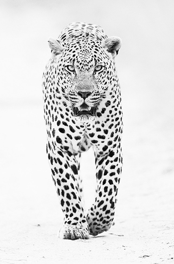 Realistic uncolored walking leopard tattoo design