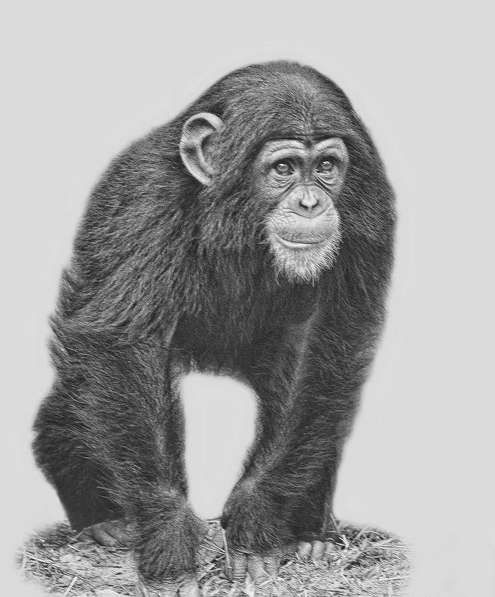 Realistic young grey-ink chimpanzee by Larry Linton