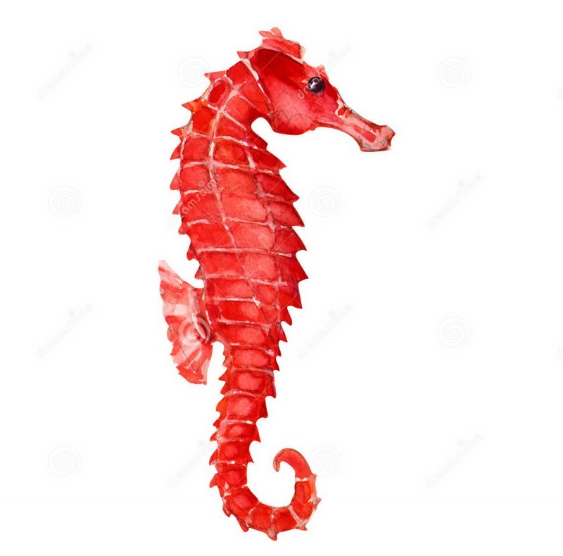 Red painting watercolor seahorse tattoo design