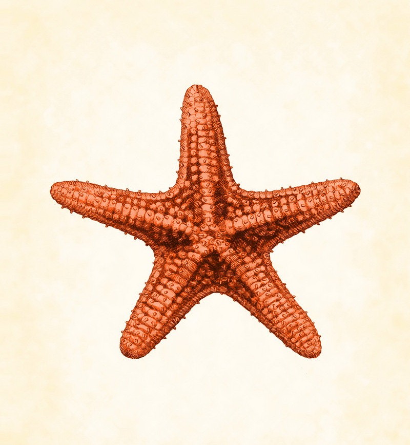 Red volumetric starfish with small horns tattoo design