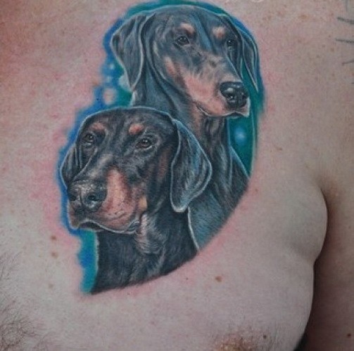 Brust Tattoo mit zwei mit Dobermannen auf blauem Huntergrung