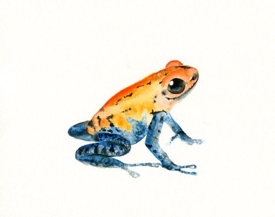 Sall blue-and-orange frog tattoo design