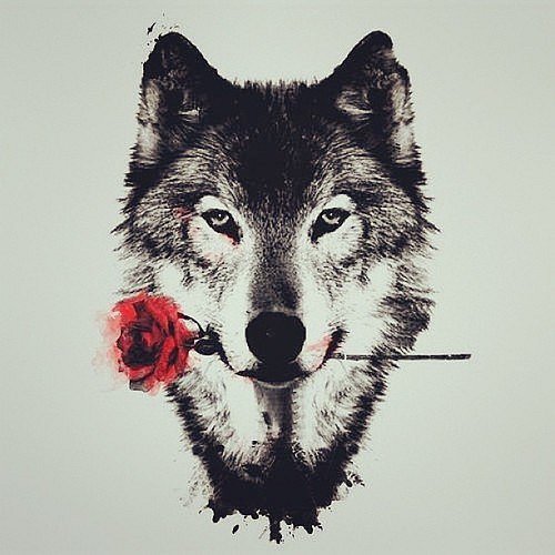 Seductive wolf portrait with red rose in teeth tattoo design