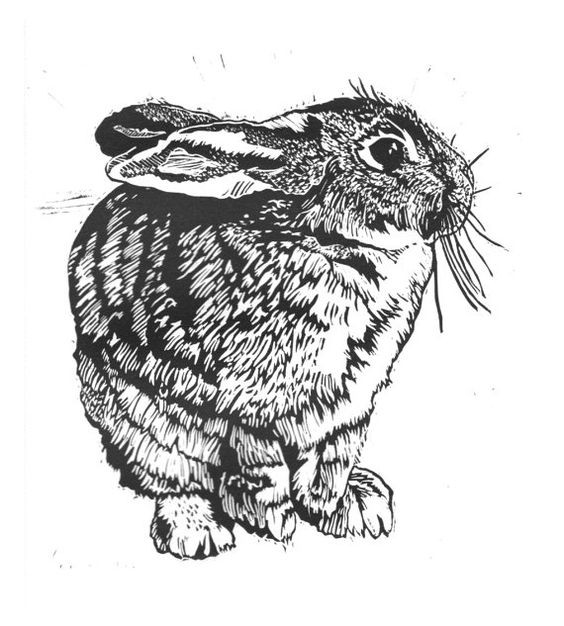 Shy scared black-and-white curled hare tattoo design