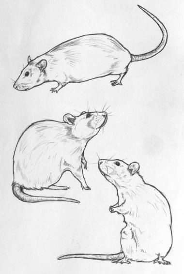 Simple outline mouse in different poses tattoo design