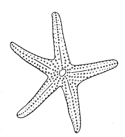 Simple pimpled starfish tattoo design