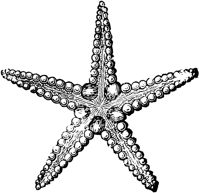 Slim black-and-white bead-decorated starfish tattoo design