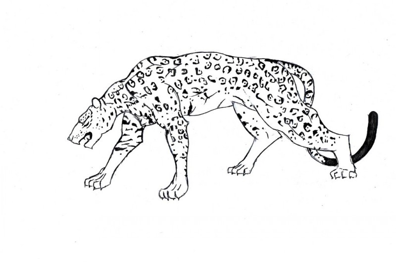 Slim upset uncolored jaguar tattoo design by Ipsico