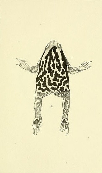 Small black-and-white jumping reptile tattoo design