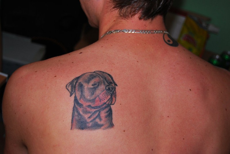 Small cute rottweiler tattoo on upper back
