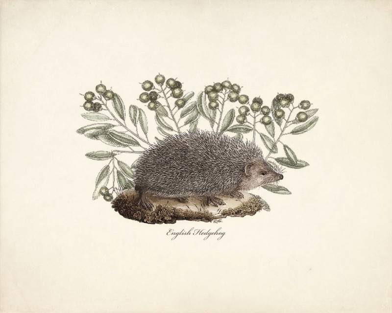 Small hedgehog and high leaved branches tattoo design