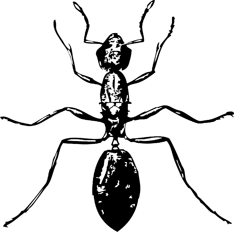 Splendid black-and-white ant tattoo design