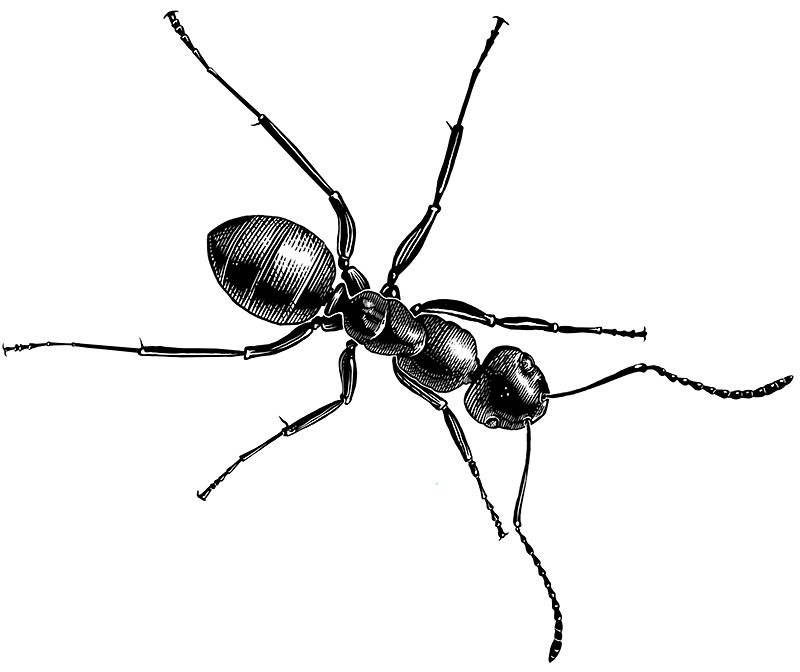 Splendid black ant tattoo design