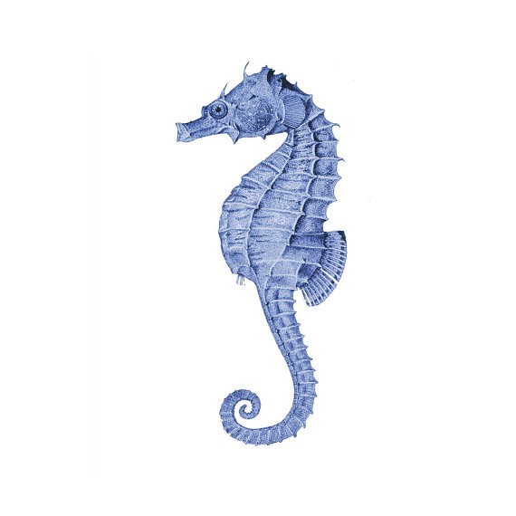 Splendid blue static seahorse tattoo design