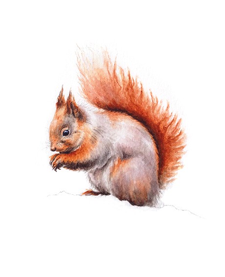 Splendid orange-and grey gnawling squirrel tattoo design