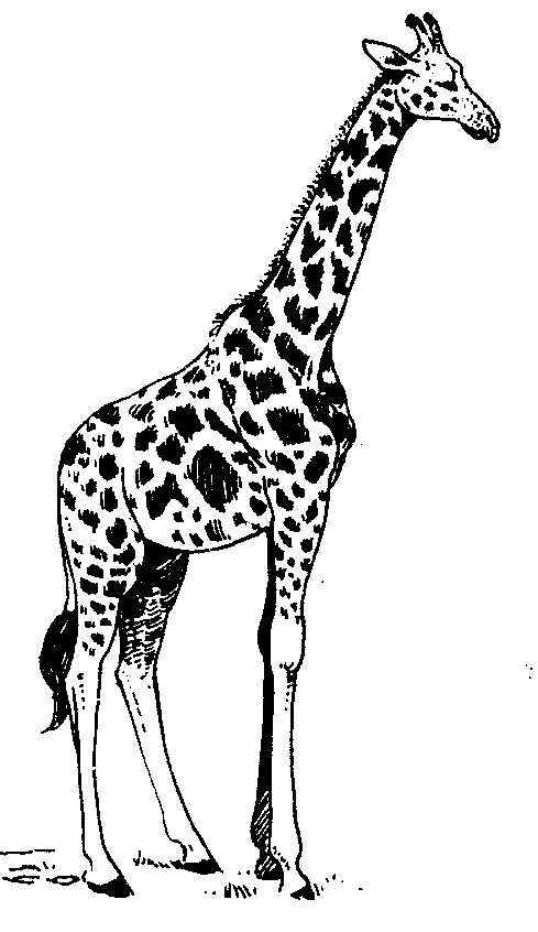 Super black-and-white giraffe waiting for something tattoo design
