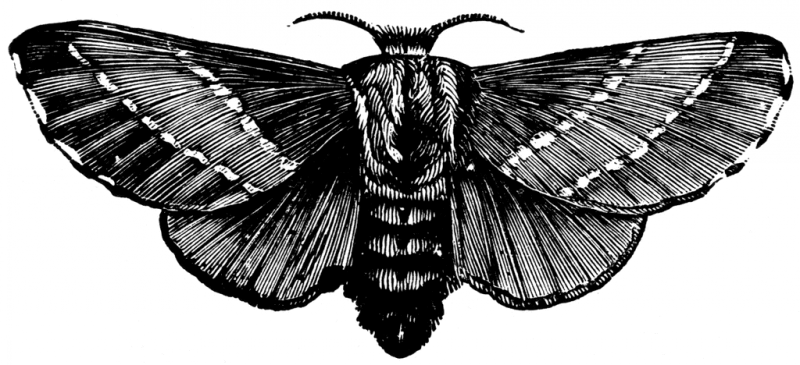 Superb black-ink moth tattoo design