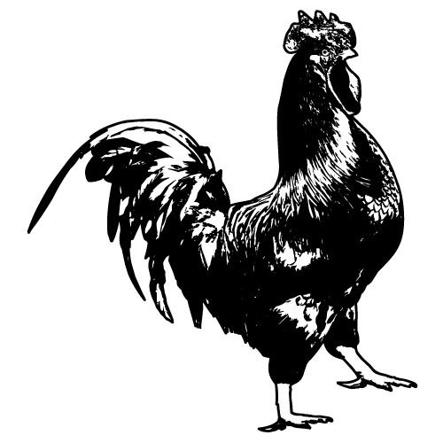 Sweet big black rooster walking around the yard tattoo design