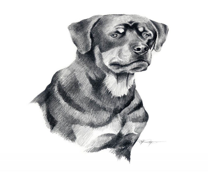 Sweet grey-pencil drawn rottweiler portrait tattoo design
