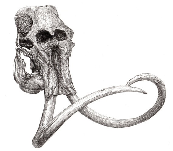 Terrible grey-ink mammoth skull with gigant swirly horns tattoo design
