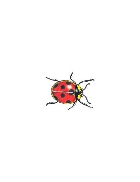 Tiny hurried ladybug tattoo design
