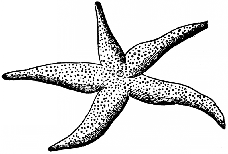 Uncolored rich spotted starfish tattoo design